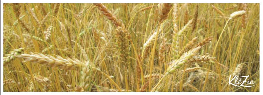 A la rencontre d'Au Petit Grain Bio