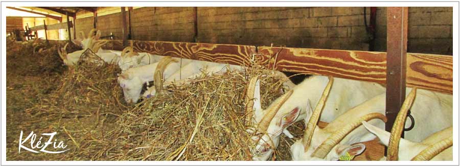 A la rencontre de la Ferme du Tuquel
