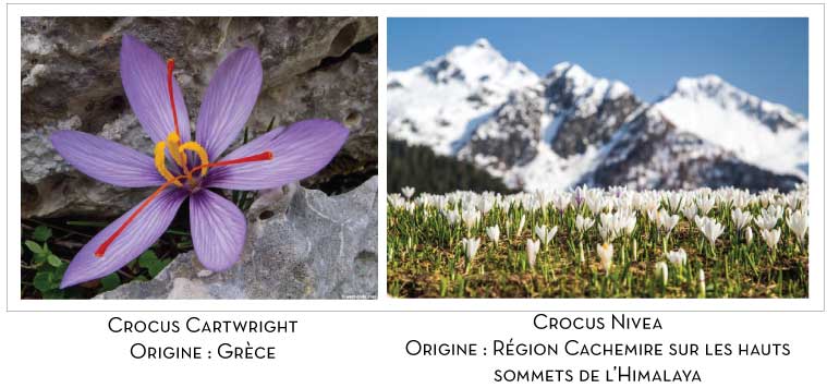 crocus-x